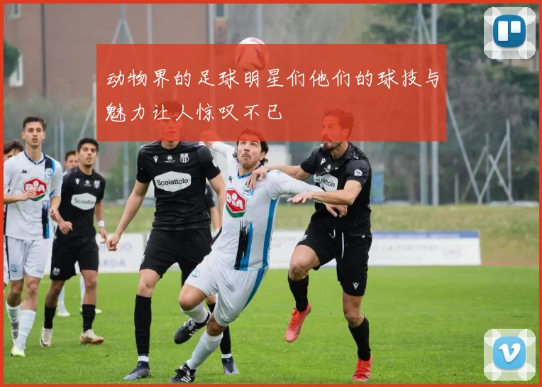 动物界的足球明星们他们的球技与魅力让人惊叹不已